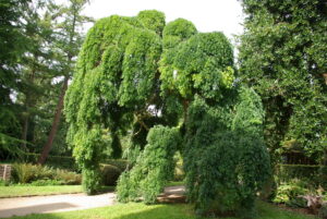 Treurhoningboom