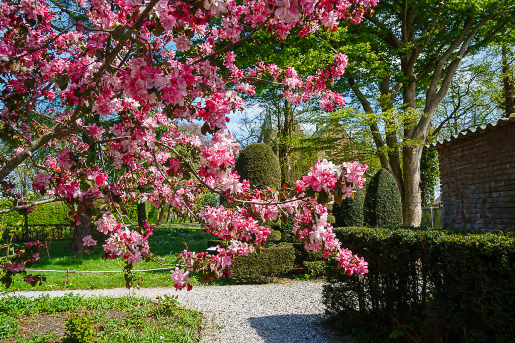 2025 Lente bloemen voor het taxusdepot