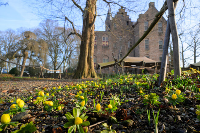 2026 Vroege stinzen-20260120-Z08_8559#001