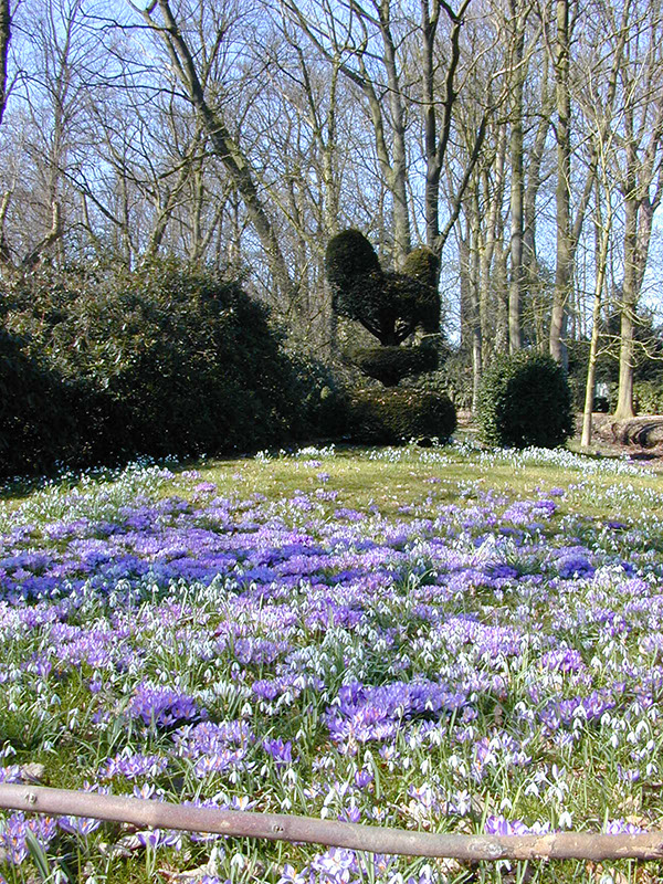 Taxus Kip met stinzenplanten_1